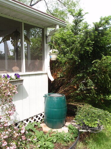 Rain Barrel