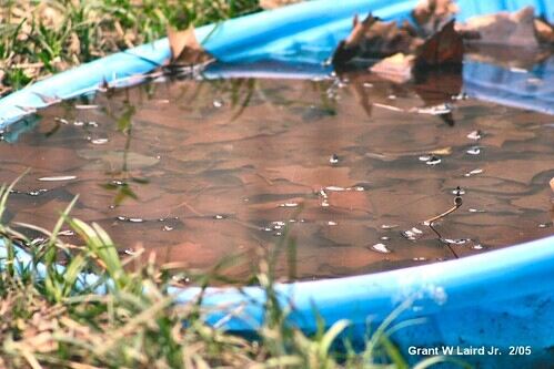Standing Water Pool
